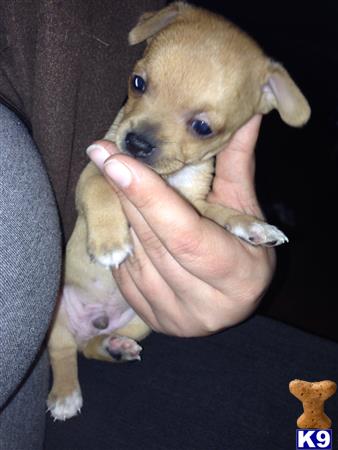 chihuahua puppy posted by Abundiz Pups
